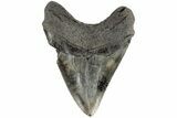 4.99" Fossil Megalodon Tooth - South Carolina - #170589-2